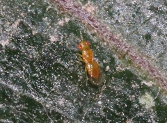 Trichogrammatidae