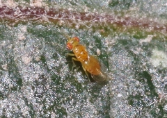 Trichogrammatidae