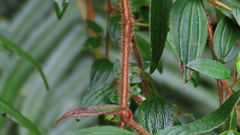 Monochaetum floribundum