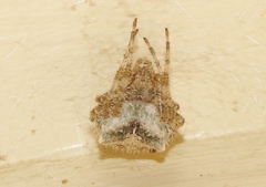 Araneus illaudatus