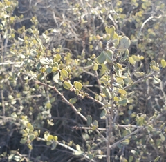 Ceanothus megacarpus megacarpus