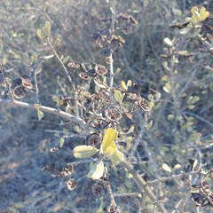 Ceanothus megacarpus megacarpus