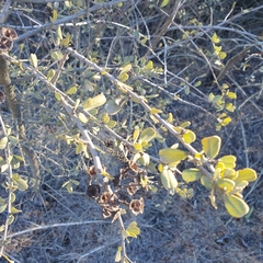 Ceanothus megacarpus megacarpus