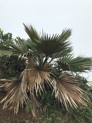 Pritchardia martii