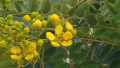 Senna siamea
