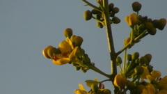 Senna siamea