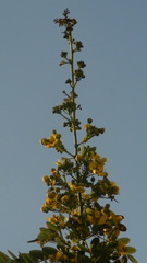 Senna siamea