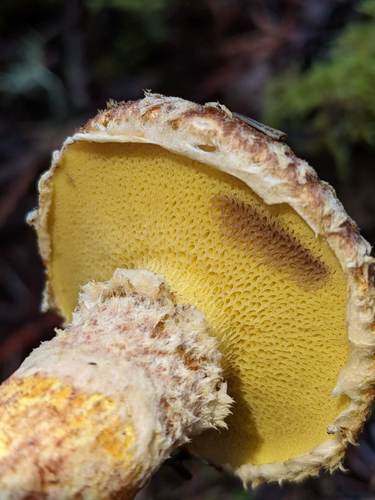 Western Painted Suillus