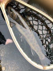 Salvelinus malma