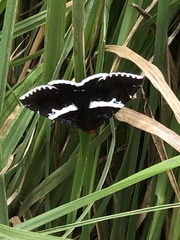 Buzara frontinus