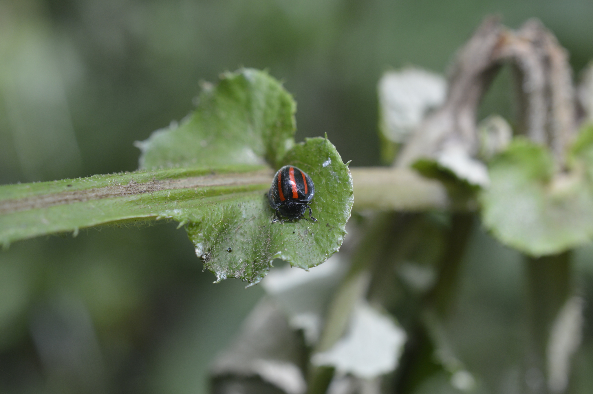 Epilachnini image