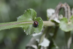 Toxotoma monovittata