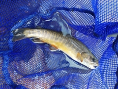 Salvelinus malma