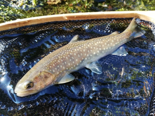 Whitespotted Char