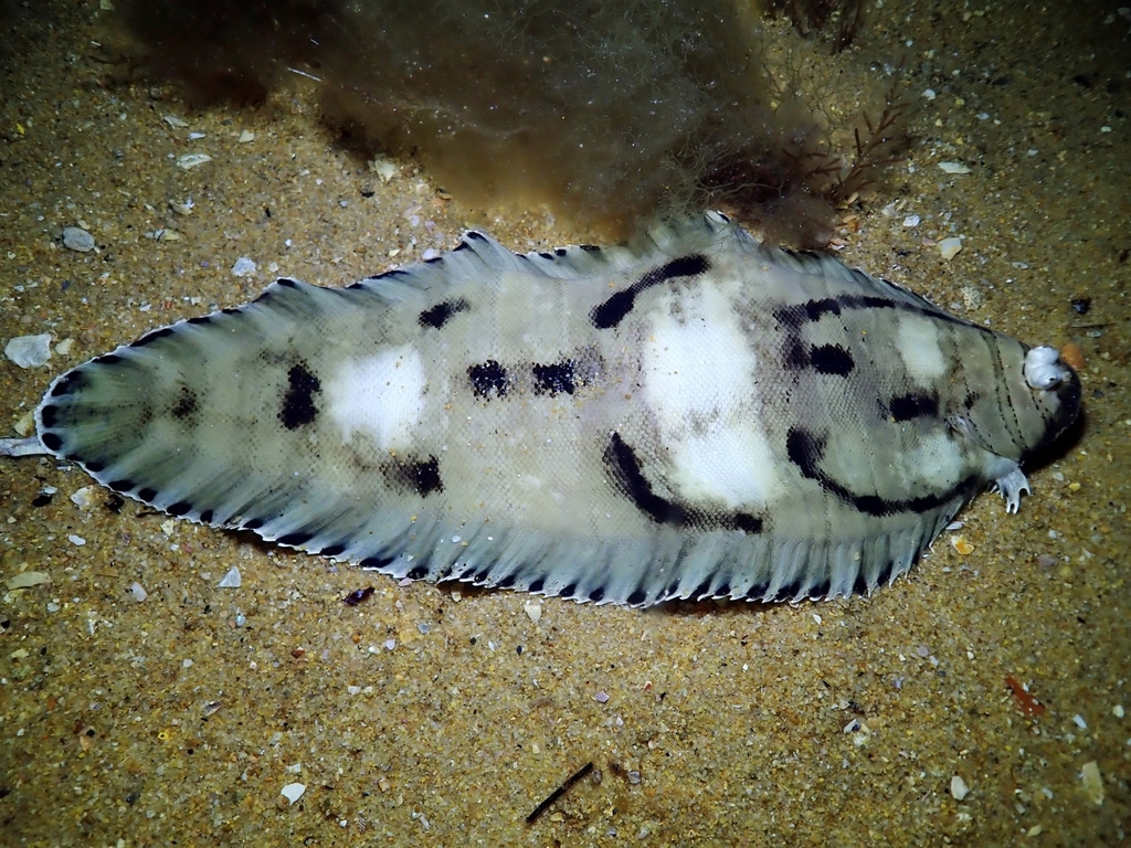 Harrowed Sole