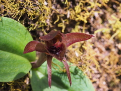 Chiloglottis grammata