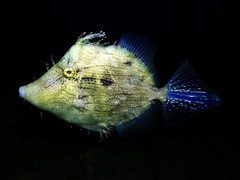 Chaetodermis penicilligerus