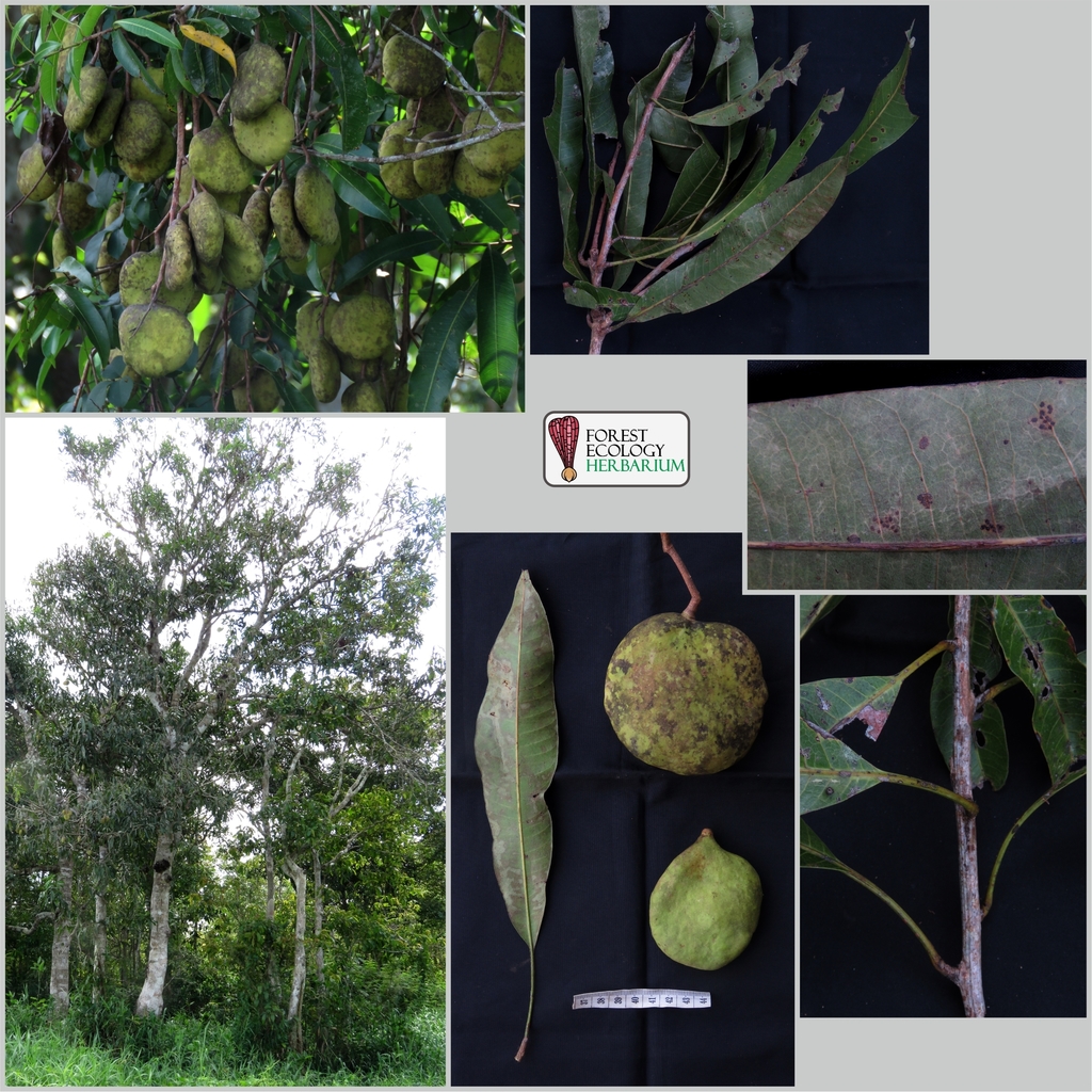Mangifera gedebe