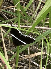 Buzara frontinus