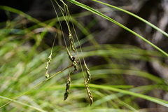 Carex longebrachiata