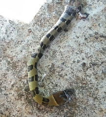 Amphiesma monticola