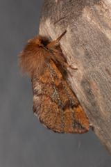 Ptilophora variabilis