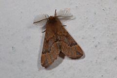Ptilophora variabilis