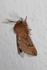 Ptilophora variabilis