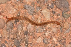 Scolopendrinae