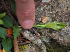 Pterostylis scabrida