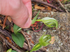 Pterostylis scabrida