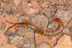 Scolopendrinae