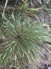 Poa astonii