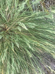 Poa astonii