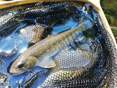 Salvelinus malma