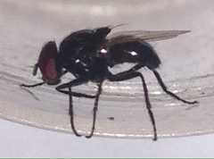 Hydrotaea chalcogaster