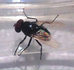 Hydrotaea chalcogaster