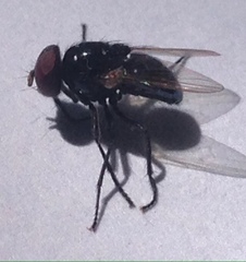 Hydrotaea chalcogaster