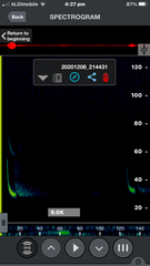 Chalinolobus gouldii