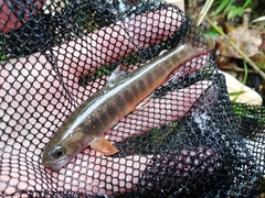 Salvelinus malma