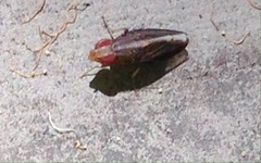 Cephaloconus tenebrosus