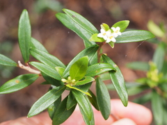 Pimelea drupacea