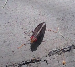Cephaloconus tenebrosus