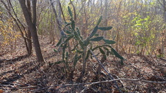 Opuntia karwinskiana
