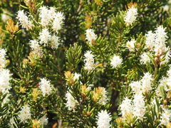 Orites revolutus