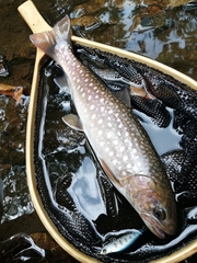 Salvelinus leucomaenis