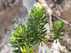 Olearia ledifolia