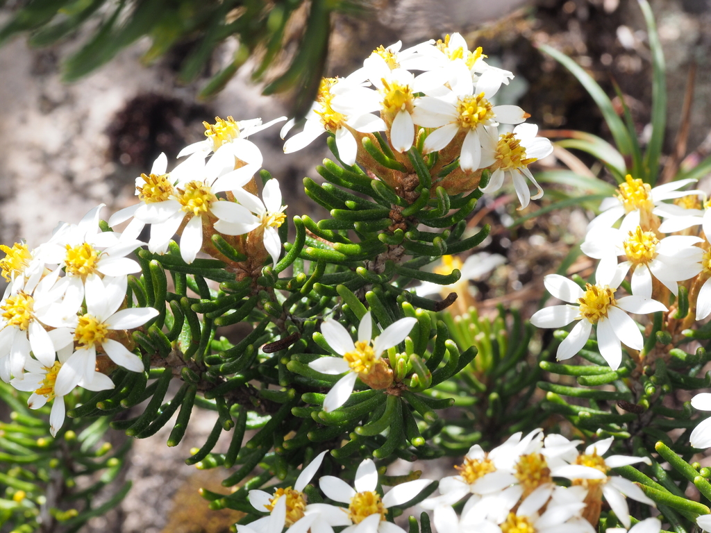 rock daisy bush