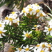 Olearia ledifolia - Photo (c) Jesse de Vries, alguns direitos reservados (CC BY-NC), uploaded by Jesse de Vries