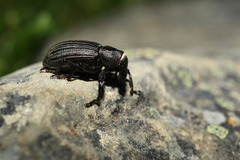 Lyperobius